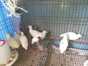 White Kanga Keets Available