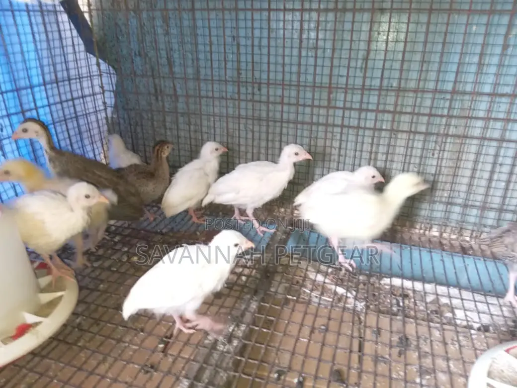 White Kanga Keets Available