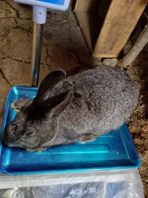 Palominos, Giants, Chinchillas, California New Zealand White
