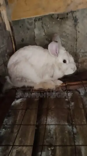 Palominos, Giants, Chinchillas, California New Zealand White