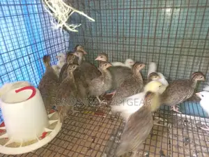 Guinea Fowls Keets - 4 Weeks Old