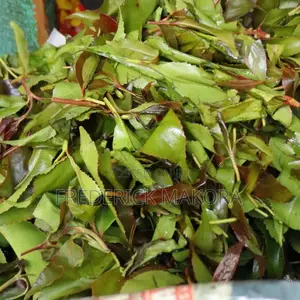 Fresh High-Quality Muguka/Khat | Fast Delivery Available