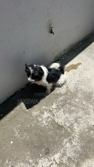 6-12 months Male Purebred Japanese Spitz