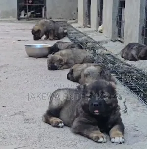 1-3 months Male Purebred Caucasian Shepherd