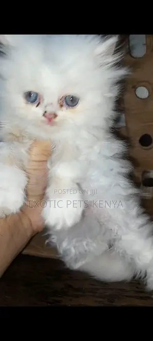 1-3 months Female Purebred Persian