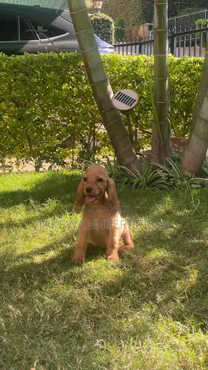 1-3 months Male Purebred Cocker Spaniel