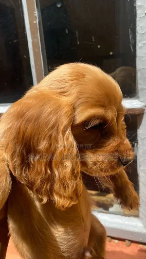 1-3 months Male Purebred Cocker Spaniel