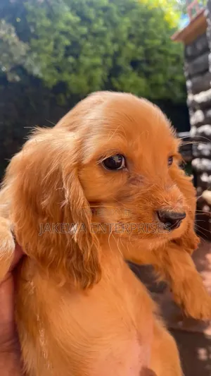 1-3 months Female Purebred Cocker Spaniel