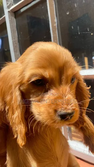 1-3 months Female Purebred Cocker Spaniel