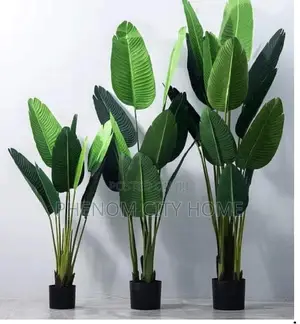 Decorative Green Plant Banana Design Available in Sizes