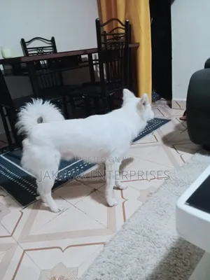 1+ year Male Purebred Japanese Spitz