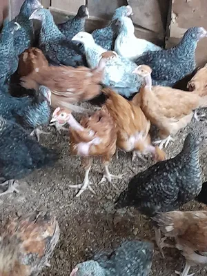 Kenbro Chicken