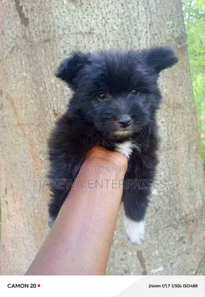 1-3 months Male Purebred Japanese Spitz