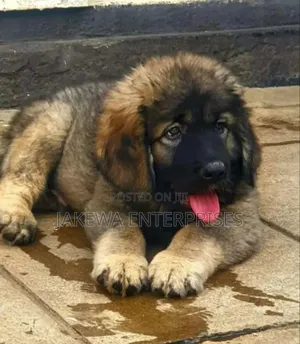 1-3 months Male Purebred Caucasian Shepherd