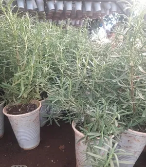 Rosemary Mint,Fruit Trees for Sale
