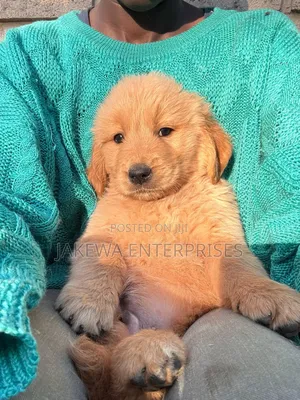1-3 months Male Purebred Golden Retriever