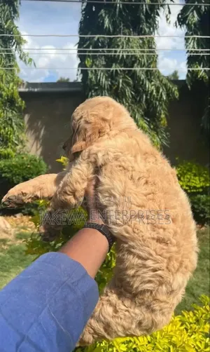 1-3 months Male Purebred Golden Retriever