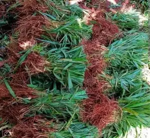 Brachiaria Root Splits –High Protein Grass More Milk Meat!