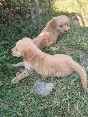 1-3 months Male Purebred Golden Retriever