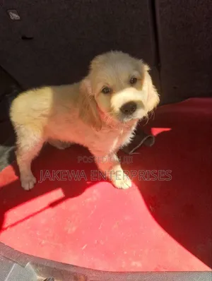 1-3 months Female Purebred Golden Retriever