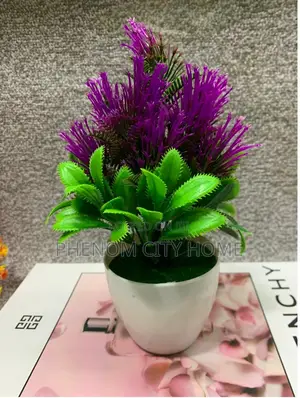 Small Lavender Decor Plants Available Today