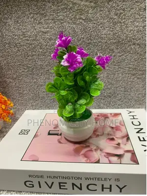 Small Lavender Decor Plants Available Today