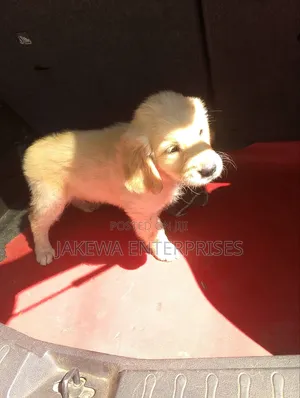 1-3 months Male Purebred Golden Retriever