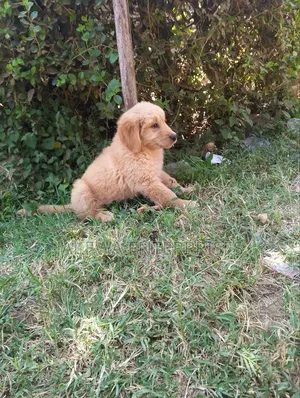 1-3 months Male Purebred Golden Retriever