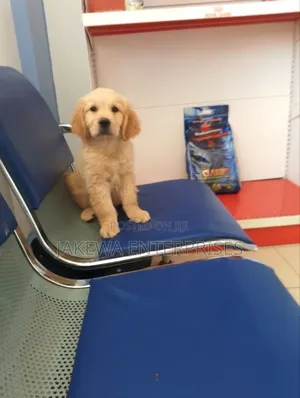 1-3 months Male Purebred Golden Retriever