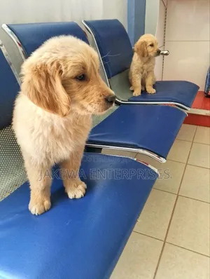 1-3 months Male Purebred Golden Retriever