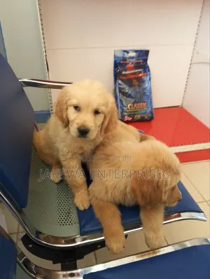 1-3 months Male Purebred Golden Retriever