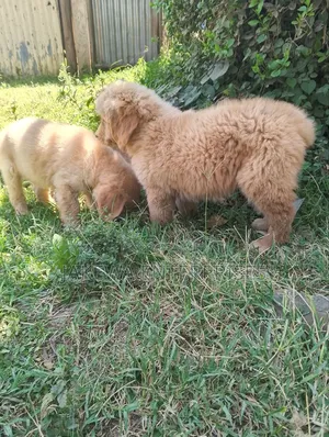 1-3 months Female Purebred Golden Retriever