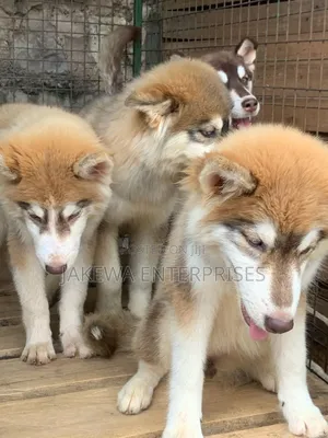 3-6 months Female Purebred Siberian Husky