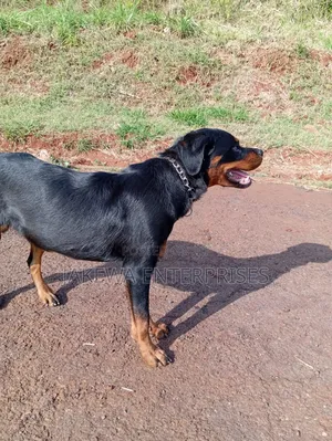 3-6 months Female Purebred Rottweiler