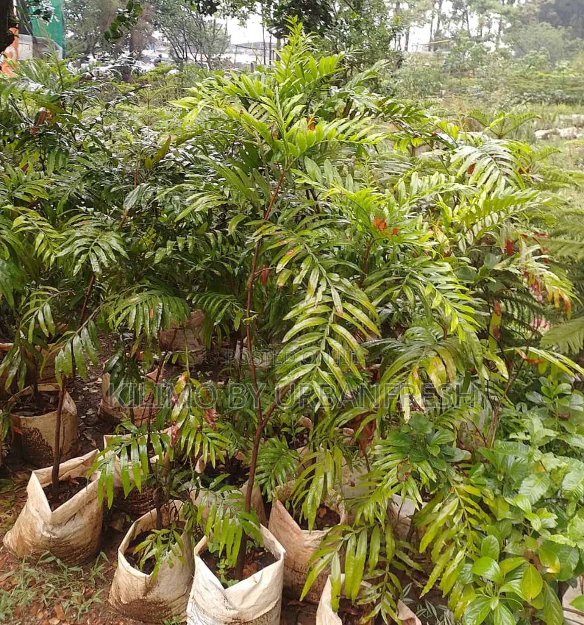 Thika Palm Tree Seedling Moq KSHS 3000