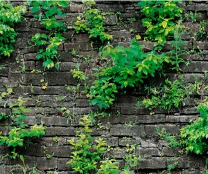 Wallpapers With Vegetation Theme