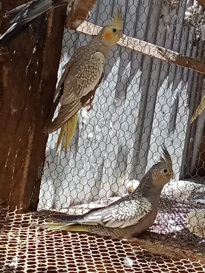 Cockatiels