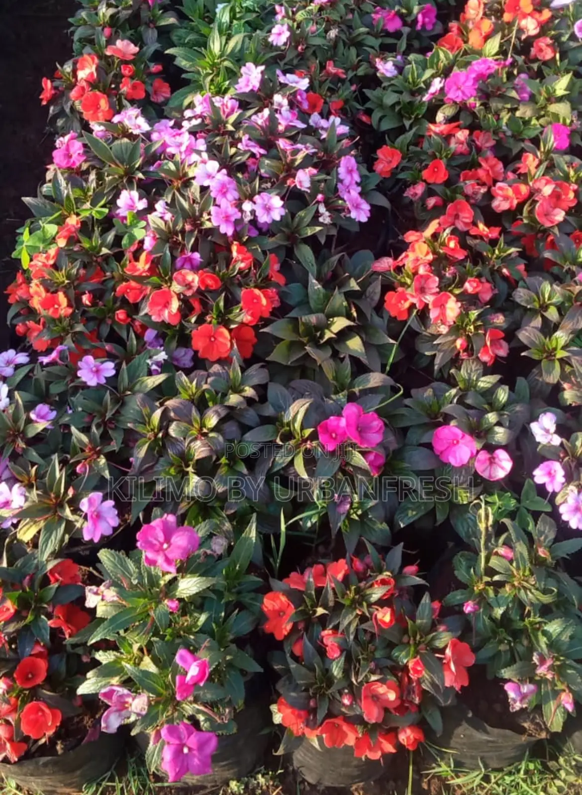 Balsam Flower Plant. Assorted Colors Available.