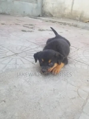 1-3 months Male Purebred Rottweiler