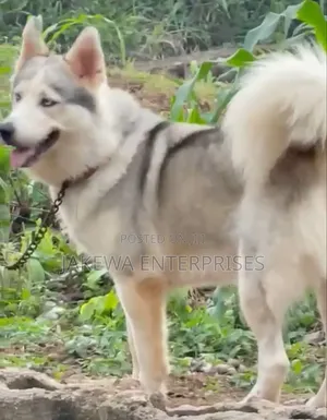 1+ year Male Purebred Siberian Husky