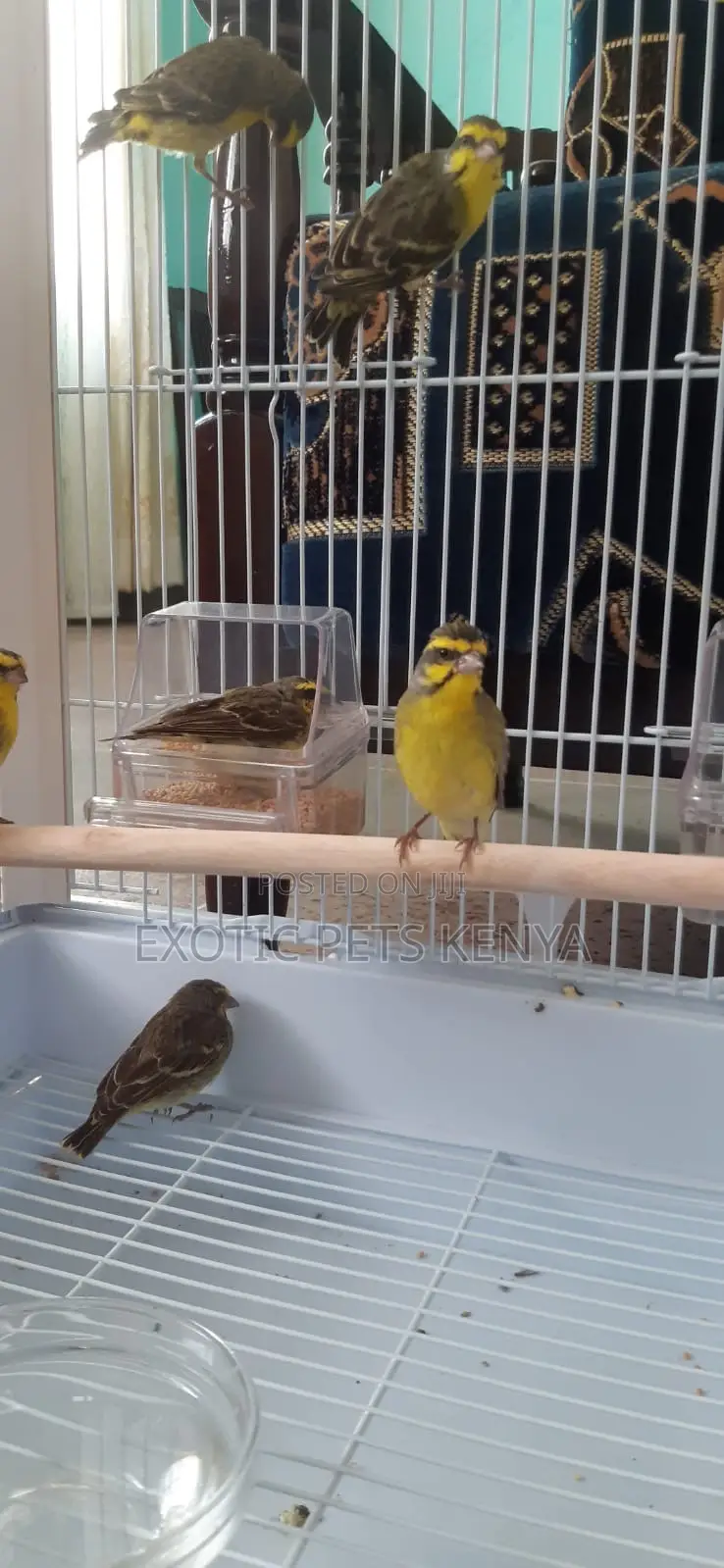 Yellow Fronted Canary
