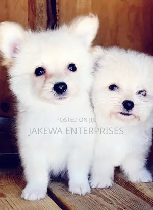 1-3 months Male Purebred Maltese