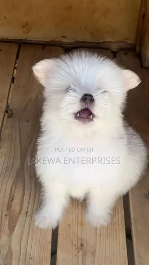 1-3 months Female Purebred Maltese