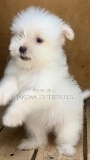 1-3 months Male Purebred Maltese