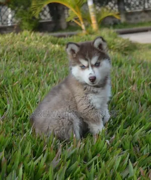 1-3 months Female Purebred Siberian Husky