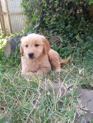 1-3 months Male Purebred Golden Retriever