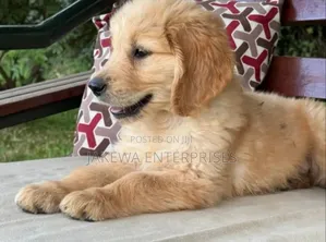 1-3 months Male Purebred Golden Retriever