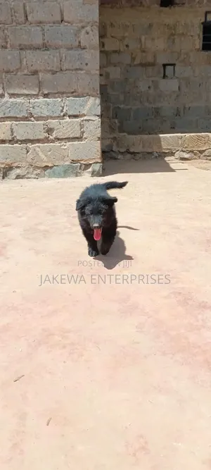 1-3 months Female Purebred German Shepherd