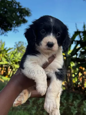 1-3 months Female Purebred English Springer Spaniel