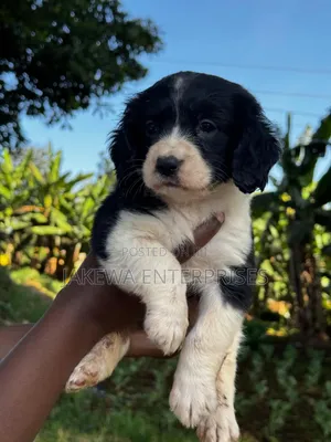 1-3 months Female Purebred English Springer Spaniel